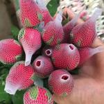 Unlimited Length Flower Protection Plastic Net for Customizable Rose Cut Flowers