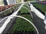 1.5inch Hole Germination Plastic Planting Trays Anti Aging 72 Cell Propagation