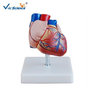Wholesale New Style Life-Size Heart Model Enlarged Cardiac Planing Model from china suppliers