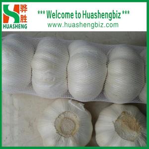 Wholesale Fresh Pure White Garlic from china suppliers