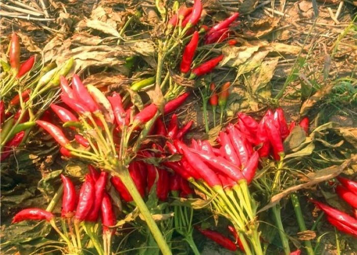 Culinary Tianjin Red Chilies A Grade Dried Red Hot Chili Peppers