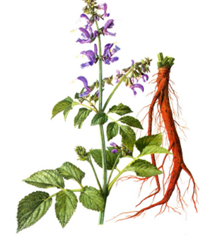 Baikal skullcap extract 85% baicalin powder