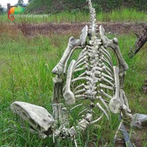 Wholesale Fiberglass Real Size Gasosaurus Dinosaurs Skeleton Replicas for Museum Display from china suppliers