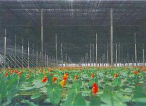 Wholesale Agriculture Greenhouse Shade Netting from china suppliers