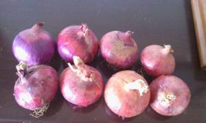 Wholesale 5cm Blood Pressure Reducing Natural Fresh Onion from china suppliers