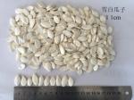 Original Flavor Roasted Seeds And Nuts Snow White Pumpkin Seeds 99% Purity