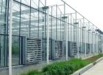 Beautiful Agricultural Glass Greenhouse , Commercial Greenhouse Structures Wind