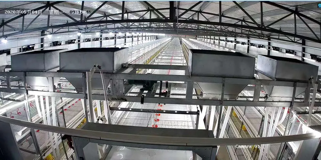 Automatic Metal Cage Steel Structure Broiler Chicken Poultry House