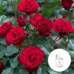 Cas 8007 01 0 Manufacture Wholesale Price Rose Essential Oil For Cosmetics Rose