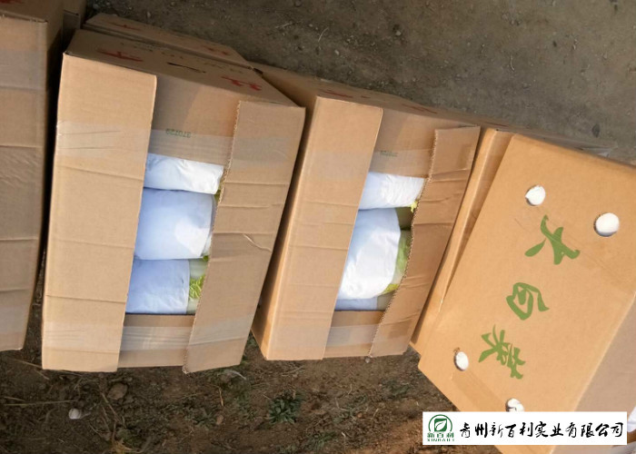 Frozen Vegetable Factory Napa Cabbage Plant Can Lower Blood Pressure