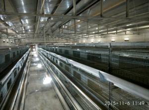 Wholesale Silver Color Broiler Baby Chick Cage For Chicken Farm from china suppliers