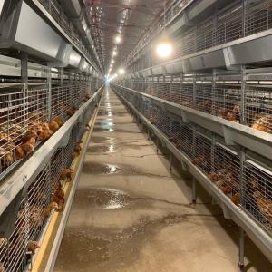 Wholesale 256 Birds Battery Cage System from china suppliers