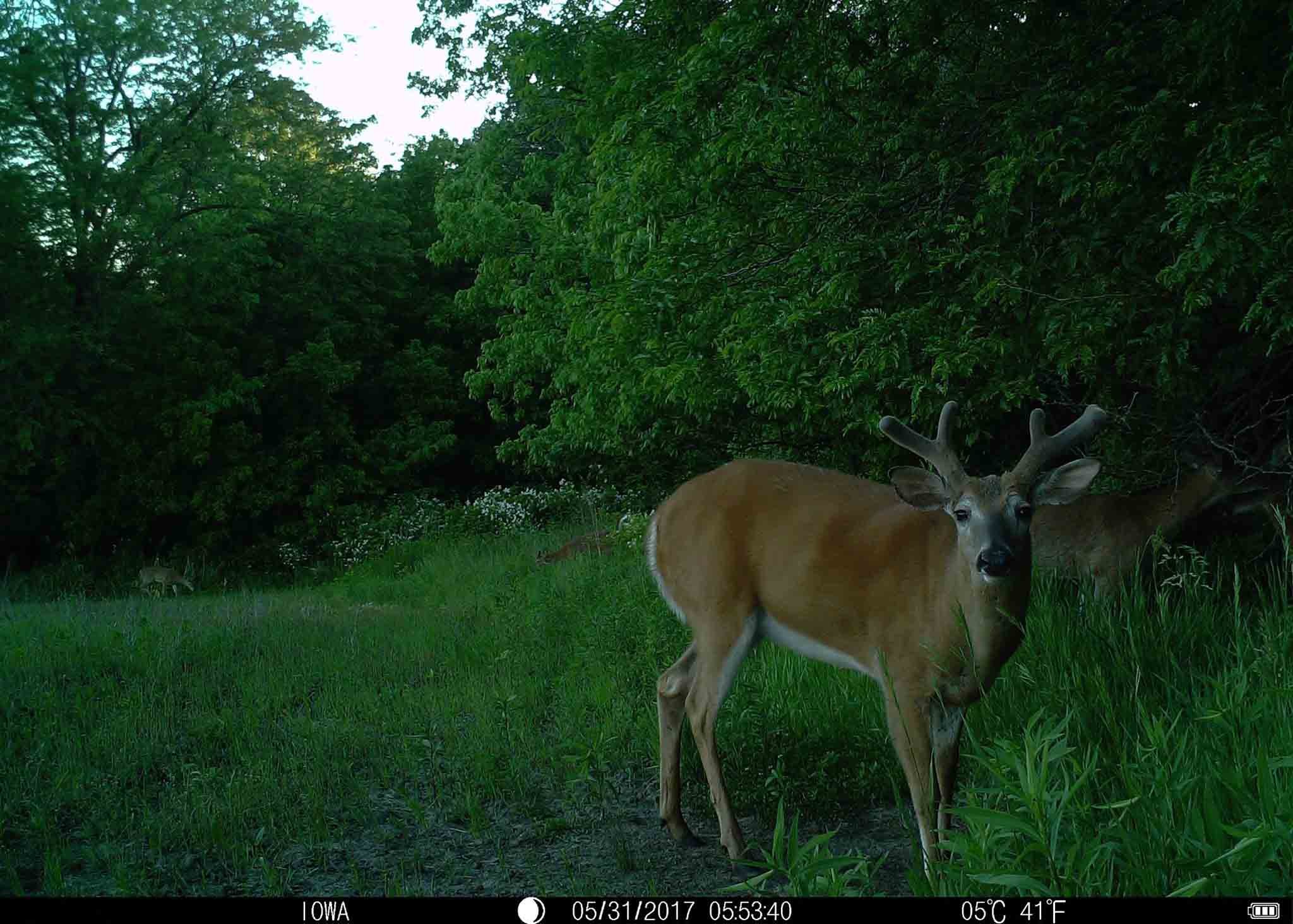 Outside Wireless Wildlife Surveillance Cameras For Night Time Hunting