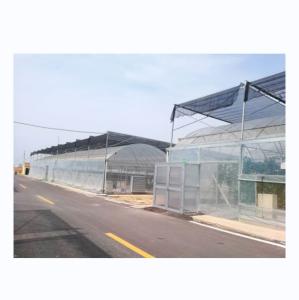 Wholesale 4.0-8.0M Height Agricultural Multi Span Film Greenhouse with Super Strong Resistance from china suppliers