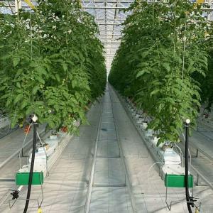 Wholesale Experiment teaching tomato growing in glass greenhouse from china suppliers