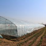 100m Length Plastic High Tunnel Farming Polyethylene Film Greenhouse For Crop