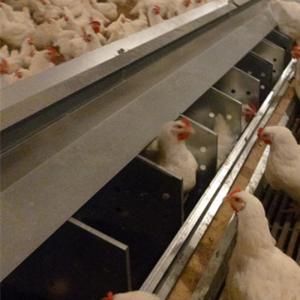 Wholesale Separated Hole Poultry Egg Collection System 2.44m Length For Breeder Farm from china suppliers
