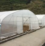 500m2 Garden Gothic Greenhouse Poly Film Stong Wind Resistance For Tomatoes