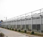Tomato Grow Agriculture Greenhouses Manufacturers in Venlo Style with PC Sheet