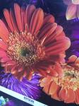 240g Inkjet Printable Canvas
