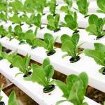 Moulding Anti-UV PVC Hydroponic Planting Tube -40C- 70C for Temperature