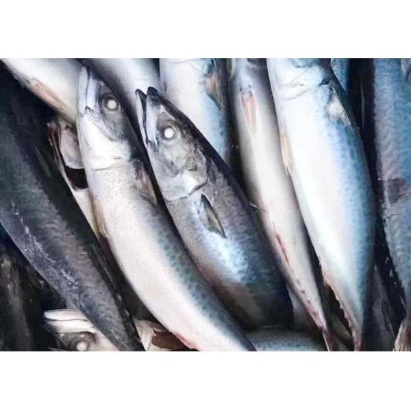 Trachurus Trachurus Swimming Crab Forzen Mackerel Fish Fresh Frozen Seafood