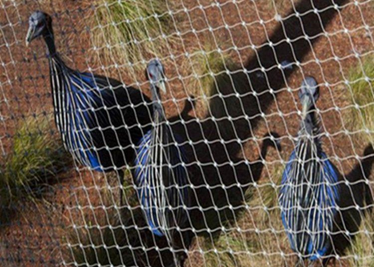 304 Stainless Steel Aviary Mesh 1.2mm Aviary Netting For Birds