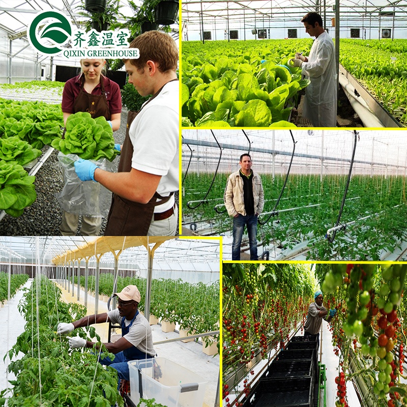 Single Layer PO Commercial Multi Span Polycarbonate Sheet Greenhouse for Agriculture