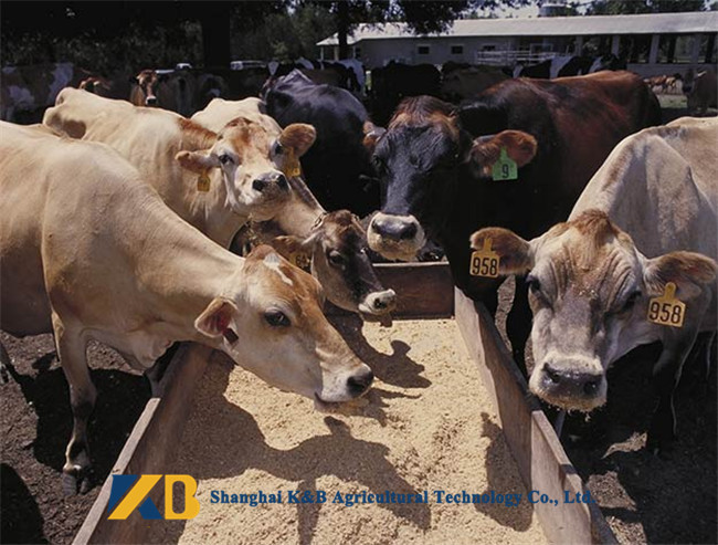 60% Min Protein Dairy Cattle Feed Contains Rich Calcium And Phosphorus