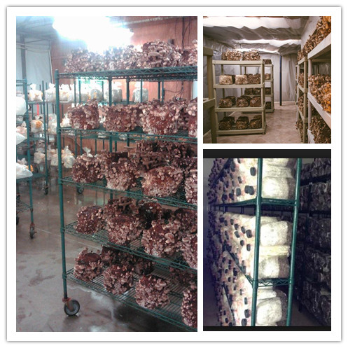 mushroom storage solution