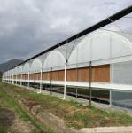 Large Size Clear Plastic Film Greenhouse Multi Span 3-6m Gutter Height