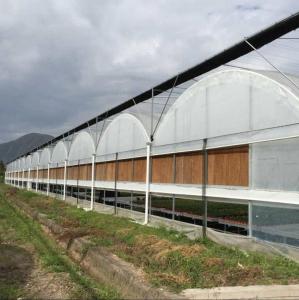 Wholesale Large Size Clear Plastic Film Greenhouse Multi Span 3-6m Gutter Height Galvanized Steel Greenhouse from china suppliers