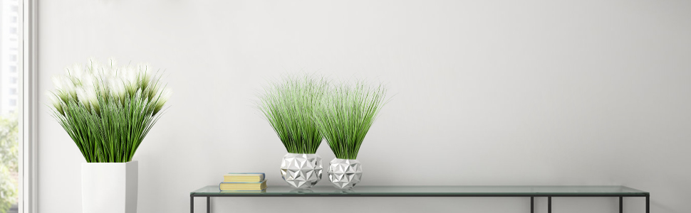 Onion Tall Grass