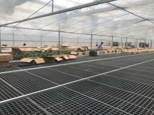 Wholesale Hot Dip Galvanized Greenhouse Planting Beds from china suppliers