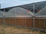 Intelligent Greenhouse For Tomato Cultivation Multi Span Film Green House By