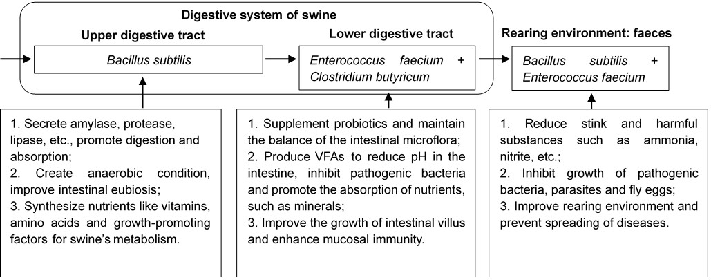 Feed Grade Multi Probiotics Feed Additives For Swine Zeolite Carrier