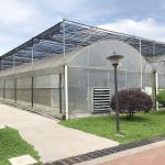 Industrial Plastic PE Film Multi-span Agricultural Flower House Poly Tunnel