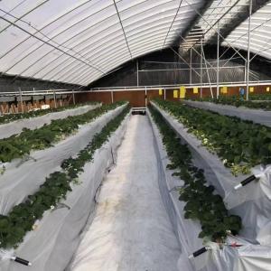 Wholesale JX-A00172 Tunnel Greenhouse for Commercial Soilless Culture System of Strawberries from china suppliers