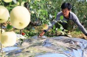 Wholesale 12 Micron Metalized PE Film For Fruit Tree Greenhouse from china suppliers