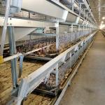 Automatic Cage For Chicks , 264 Birds Capacity Layer Poultry Farm Cage