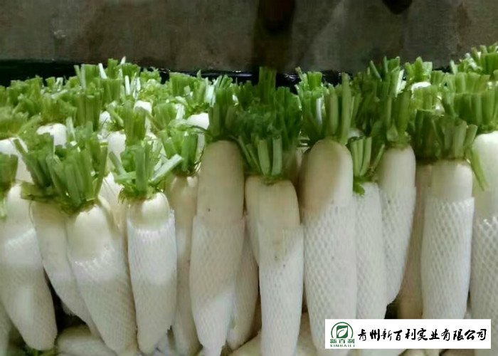 Healthy Fresh White Radish , Clean Giant White Radish Without Pollution