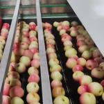 PLC Control Apple Fruit Sorting Machine For 10 - 50mm Thickness 50 - 150mm Size