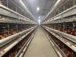 Eco - Friendly Automatic Chicken Cage Cross - Opening Door Design