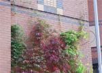 100*100mm Stainless Steel Webnet Wire Mesh For Plant Climbing