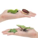 Actias Ningpoana Life Cycle Figure Model Toy For Boys Girls Kids
