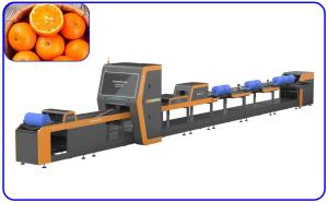Wholesale Orah Mandarin Automatic Sorter Stainless Steel 2 Channel Fruit Sorting Equipment from china suppliers