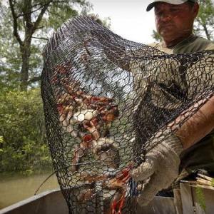 Wholesale 19 Gauge Crawfish Wire Mesh PVC Coated Saltwater Resistant from china suppliers