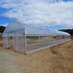 200 Micron PE Film Galvanized Tunnel Plastic Greenhouse For Growing