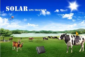 Wholesale Waterproof anywhere gps tracker reachfar rf-v26 mini solar gps animal tracker from china suppliers