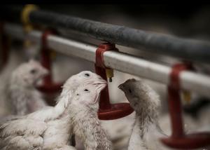 Wholesale Broiler Flooring Raising Chicken Farm Equipment 4 Drinker /M from china suppliers
